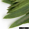 SpeciesSub: subsp. mauritanica